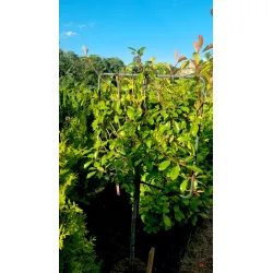 Stämmchen Photinia 'Red Robin' 80x80 cm