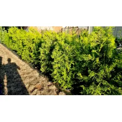 Thuja occidentalis Brabant