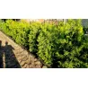 Thuja occidentalis Brabant