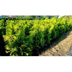 12 Thuja Brabant 140-160 cm - Topfpflanzen