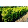 12 Thuja Brabant 140-160 cm - Topfpflanzen