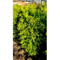 Thuja occidentalis 'Brabant'