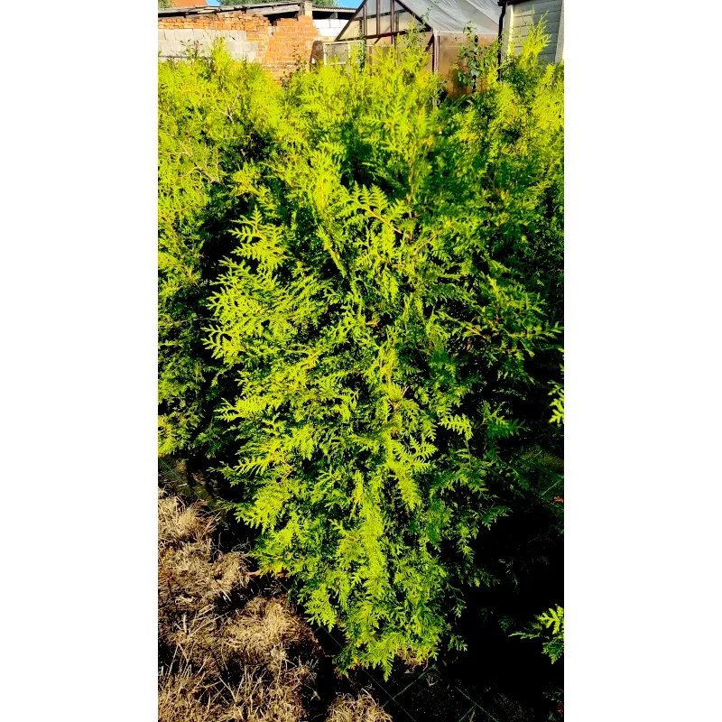 Thuja occidentalis 'Brabant'