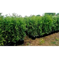 Thuja occ. 'Brabant' 160-180cm