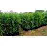 Thuja occ. 'Brabant' 160-180cm