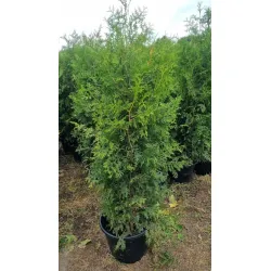 20 Thuja Brabant 160-180 cm...