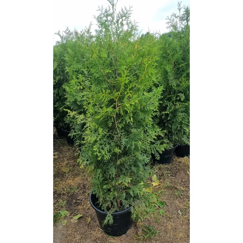 20 Thuja Brabant 160-180 cm - Topfpflanzen