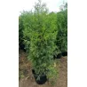 20 Thuja Brabant 160-180 cm - Topfpflanzen