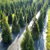 Thuja Smaragd im Topf Heckenpflanzen Mencel