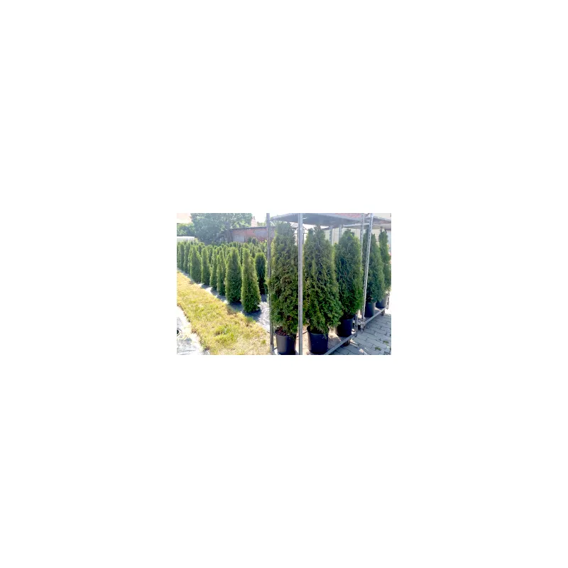 Thuja occ. Smaragd 140-160 cm im Topf Heckenpflanzen Mencel