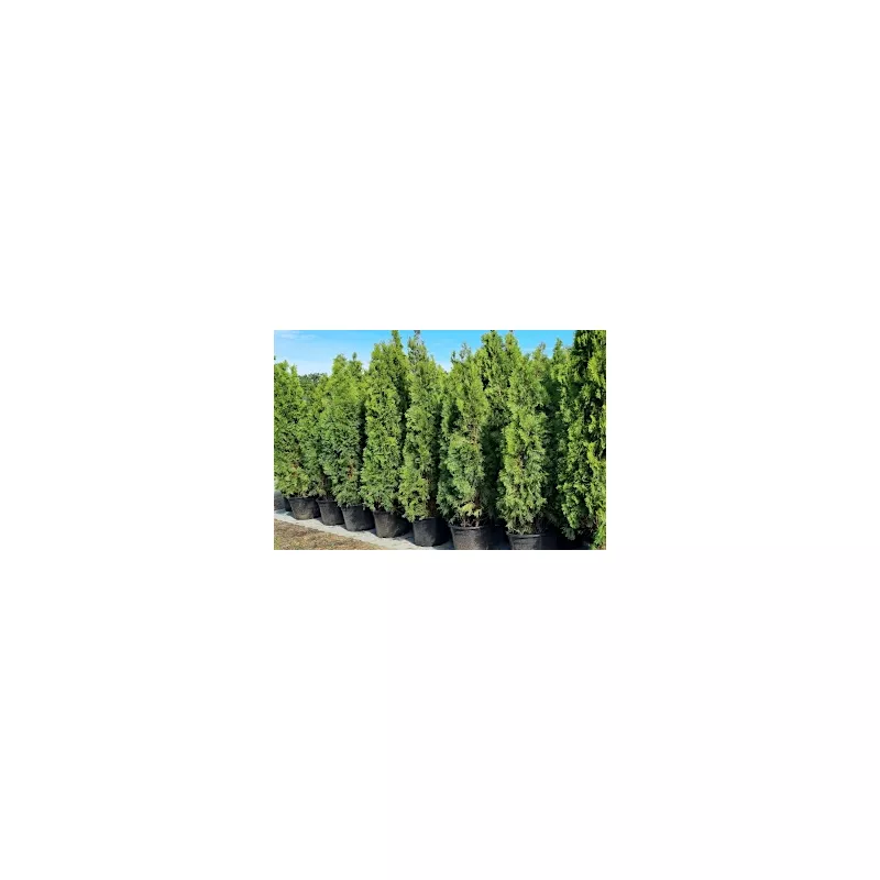 Thuja Smaragd 180-200 cm im Topf Heckenpflanzen Mencel
