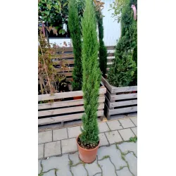 Cupressus sempervirens 'Stricta' – Echte Zypresse mit schlankem Wuchs