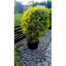 Thuja 'Woodwardii' – dicht und immergrün