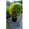 Thuja 'Woodwardii' – dicht und immergrün