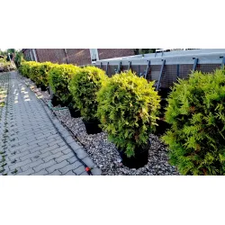 Thuja occidentalis 'Woodwardii' – elegante Gartenpflanze