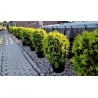 Thuja occidentalis 'Woodwardii' – elegante Gartenpflanze