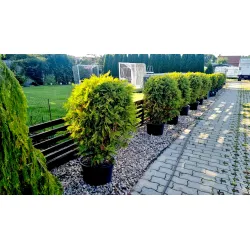Thuja occidentalis 'Woodwardii' – kompakter Kugelwuchs