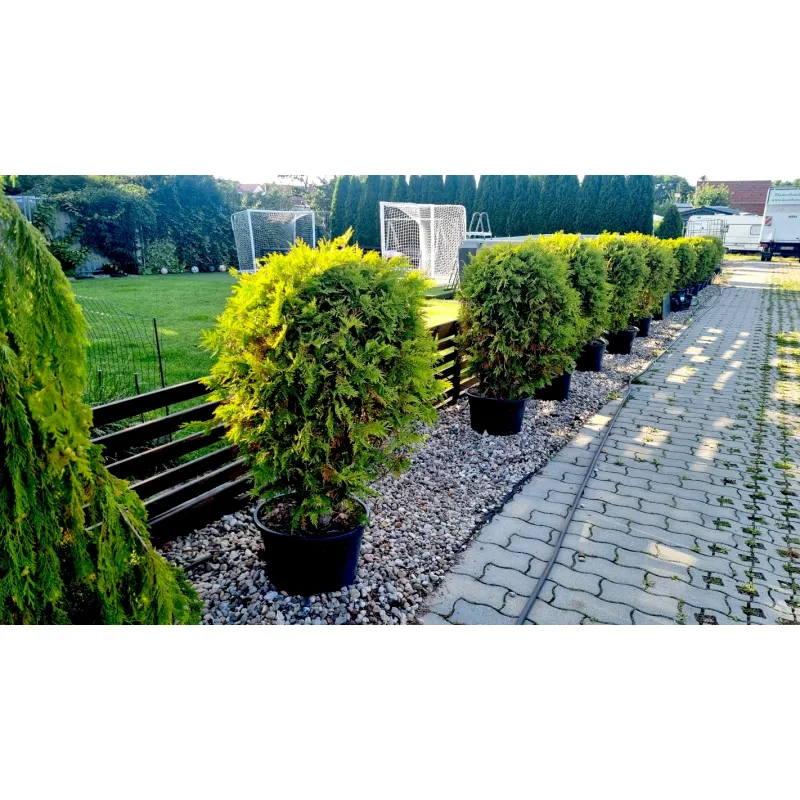 Thuja occidentalis 'Woodwardii' – kompakter Kugelwuchs