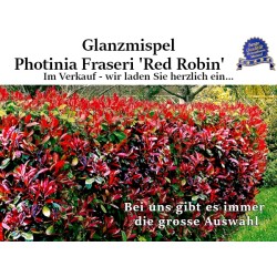 Rote Glanzmispel - Immergrüner Blickfang, rote Beeren, vielseitig einsetzbar. Entdecken Sie die natürliche Pracht.