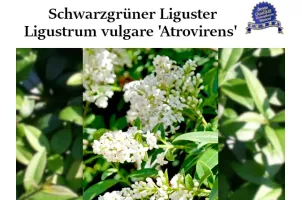 Ligustrum ‘Atrovirens’ im Topf – immergrüne Ligusterheckenpflanze