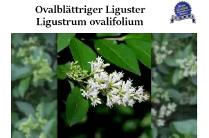 Ligustrum ovalifolium im Topf – immergrüne Ligusterpflanzen für Hecken