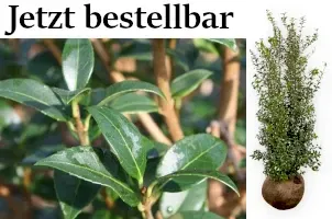 Duftblüte – Duftende Pflanzen & Sträucher für den Garten