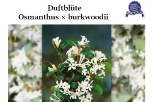 Duftblüte – Osmanthus × burkwoodii