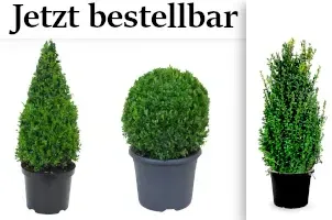Buchsbaum Buxus – Immergrüne Heckenpflanzen für den Garten