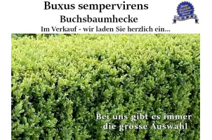 Buchsbaumhecke im Topf