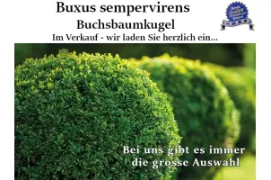 Buchsbaumkugel im Topf