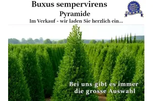 Buxus Pyramide im Topf – formstarker Solitär mit sicherem Anwuchs