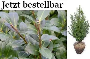 Ilex crenata – Japanische Stechpalmen als Buchsbaumersatz