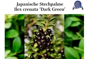 Ilex crenata 'Dark Green' Ballenware