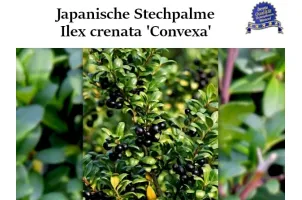 Ilex crenata 'Convexa' Ballenware