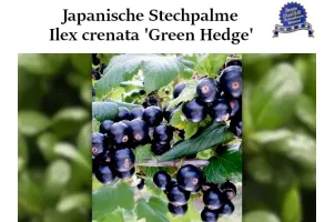 Ilex crenata 'Green Hedge' Ballenware