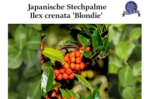 Ilex crenata 'Blondie' Ballenware