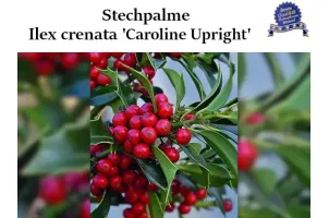 Ilex 'Caroline Upright' Ballenware