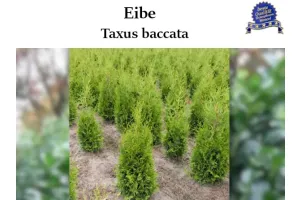 Taxus baccata – Eibe für Hecken und Garten