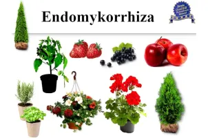 Endo-Mykorrhiza