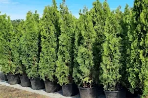 Thuja Smaragd im Topf, Smaragd im Topf, Lebensbaum im Topf