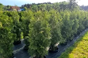 Thuja Brabant im Topf, Brabant im Topf, Lebensbaum Top Qualität