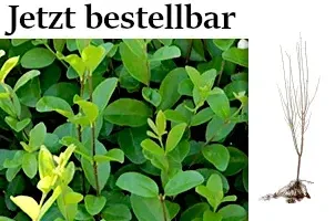 Liguster Wurzelware – Preiswerte Heckenpflanzen für den Garten