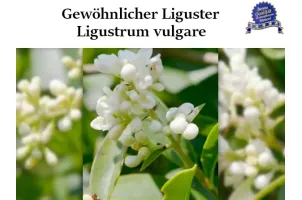 Ligustrum vulgare Wurzelware – robuste Ligusterheckenpflanzen