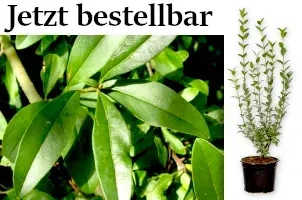 Liguster im Topf – Immergrüne & winterharte Heckenpflanzen