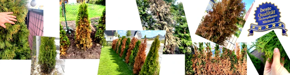 DIAGNOSE ONLINE BESTELLEN SO EINFACH WIE NOCH NIE - THUJEN