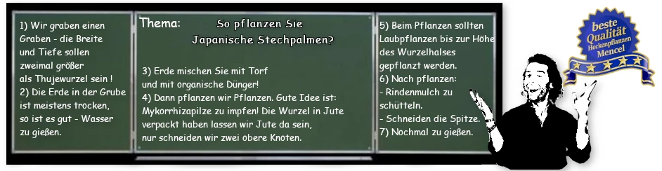 So pflanzen Sie Stechpalmen