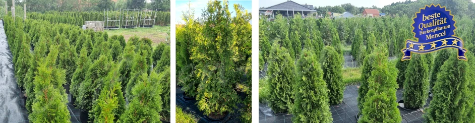 Thujen im Topf - Heckenpflanzen Mencel