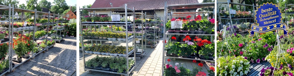 Wulkau Heckenpflanzen Mencel